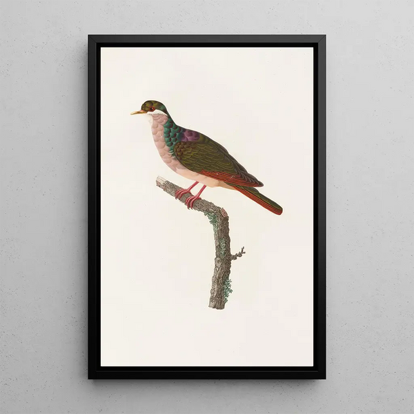 Reprodukcja obrazu Les pigeons Pl68 - Coenraad Jacob Temminck