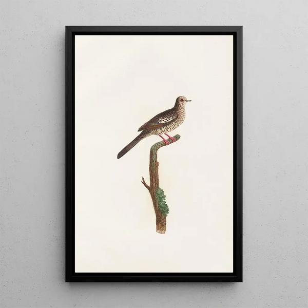 Reprodukcja obrazu Les pigeons Pl71 - Coenraad Jacob Temminck