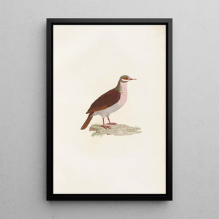 Coenraad Jacob Temminck - Les pigeons Pl75.webp