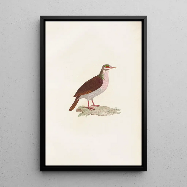 Reprodukcja obrazu Les pigeons Pl75 - Coenraad Jacob Temminck