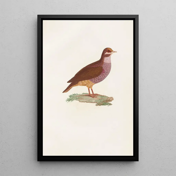 Reprodukcja obrazu Les pigeons Pl76 - Coenraad Jacob Temminck