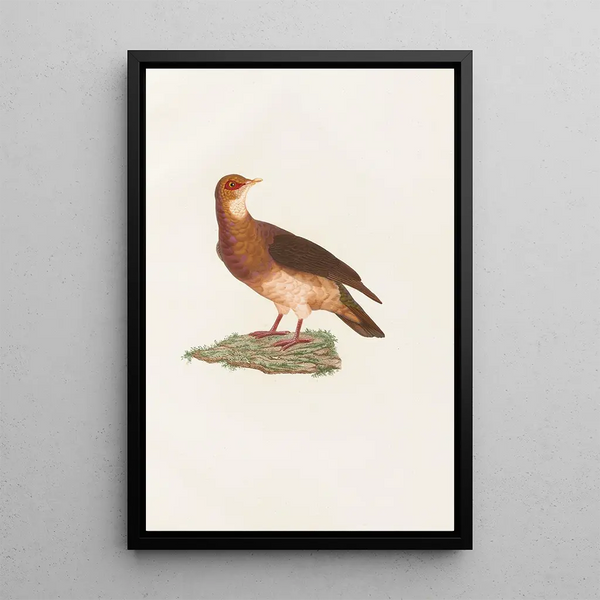 Reprodukcja obrazu Les pigeons Pl77 - Coenraad Jacob Temminck