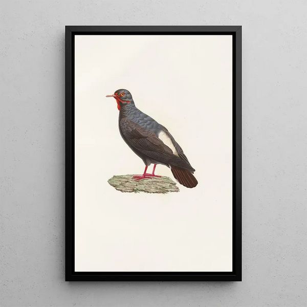 Les pigeons Pl82 - Coenraad Jacob Temminck — oprawiony obraz na ścianie