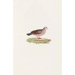 Coenraad Jacob Temminck - Les pigeons Pl87.webp