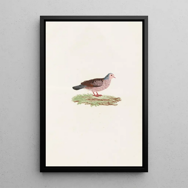 Les pigeons Pl87 - Coenraad Jacob Temminck — oprawiony obraz na ścianie