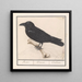 Kruk Corvus corax - Anselmus Botius de Boodt — oprawiony obraz na ścianie