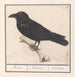 Kruk Corvus corax - Anselmus Botius de Boodt — widok dzieła