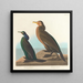 Cormoran zielono-fioletowy - John James Audubon — oprawiony obraz na ścianie