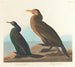Cormoran zielono-fioletowy - John James Audubon — widok dzieła