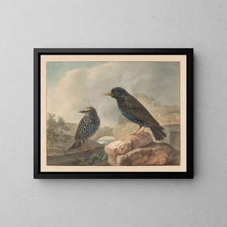 Cornelis van Hardenbergh - Twee spreeuwen.webp