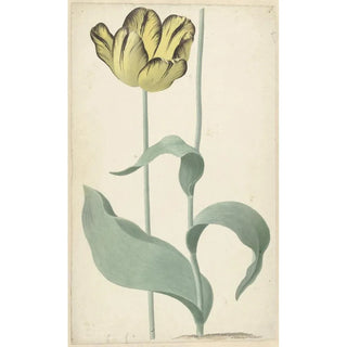 Cornelis van Noorde - De tulp Bizard Louis dEffroy.webp