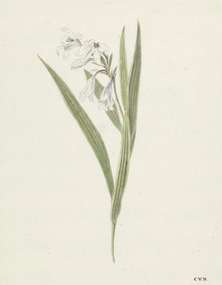 Cornelis van Noorde - Fresia.webp