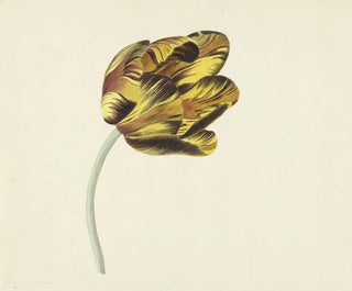 Cornelis van Noorde - Tulp genaamd Bizard Phoenix.webp