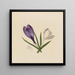 Crocus - Mary Vaux Walcott — oprawiony obraz na ścianie
