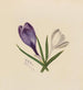 Crocus - Mary Vaux Walcott — widok dzieła