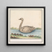 Cygne Cygnus - Anselmus Botius de Boodt — oprawiony obraz na ścianie