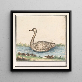 Cygne Cygnus - Anselmus Botius de Boodt