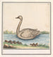 Cygne Cygnus - Anselmus Botius de Boodt — widok dzieła
