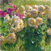Dahlias - Carl Moll — widok dzieła