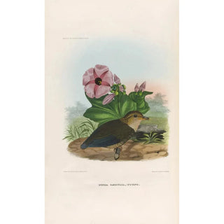 Daniel Giraud Elliot - A monograph of the Pittid or family of antthrushes Pl06.webp