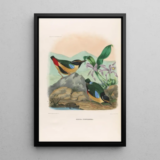 Daniel Giraud Elliot - A monograph of the Pittid or family of antthrushes Pl13.webp