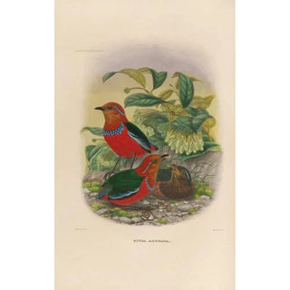 Daniel Giraud Elliot - A monograph of the Pittid or family of antthrushes Pl25.webp
