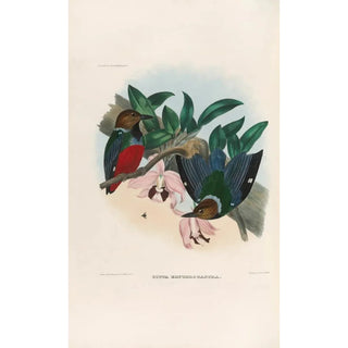 Daniel Giraud Elliot - A monograph of the Pittid or family of antthrushes Pl27.webp