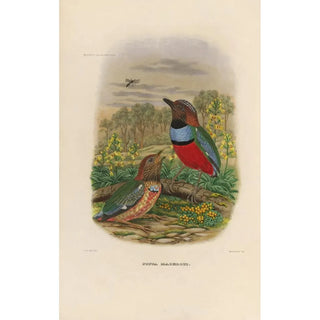 Daniel Giraud Elliot - A monograph of the Pittid or family of antthrushes Pl34.webp