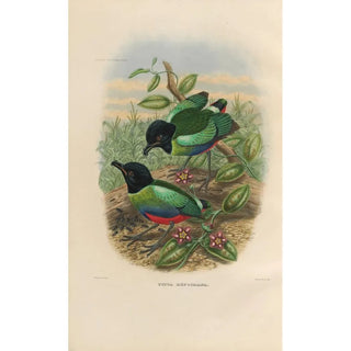 Daniel Giraud Elliot - A monograph of the Pittid or family of antthrushes Pl42.webp
