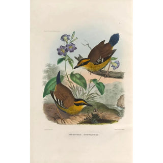 Daniel Giraud Elliot - A monograph of the Pittid or family of antthrushes Pl49.webp