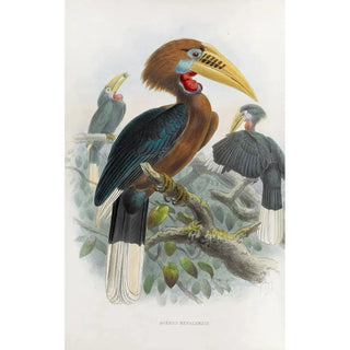 Daniel Giraud Elliot - Aceros nepalensis.webp