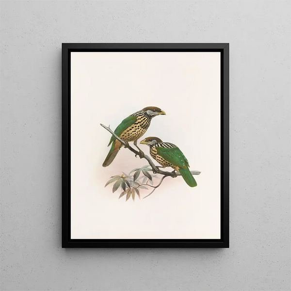 Daniel Giraud Elliot - Ailuraedus buccoides.webp