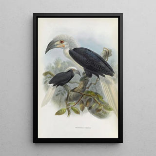 Daniel Giraud Elliot - Anorrhinus comatus.webp