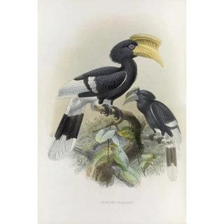 Daniel Giraud Elliot - Bycanistes cylindricus.webp