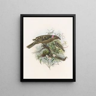 Daniel Giraud Elliot - Chlamydodera nuchalis.webp