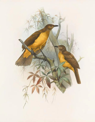 Daniel Giraud Elliot - Chlamydodera xanthocastra.webp