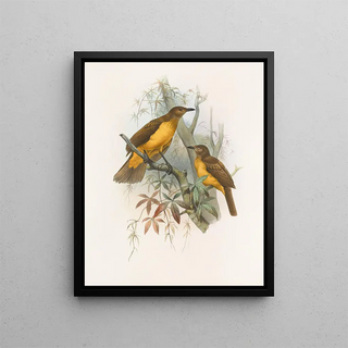 Daniel Giraud Elliot - Chlamydodera xanthocastra.webp