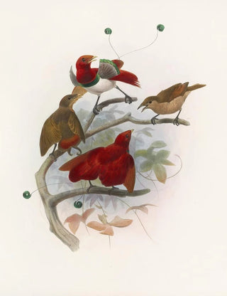 Daniel Giraud Elliot - Cicinnurus regius.webp
