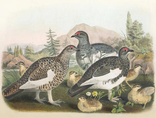 Daniel Giraud Elliot - Common Ptarmigan.webp