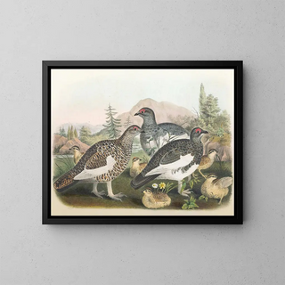Daniel Giraud Elliot - Common Ptarmigan.webp