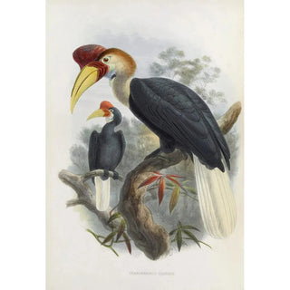 Daniel Giraud Elliot - Cranorrhinus cassidix.webp