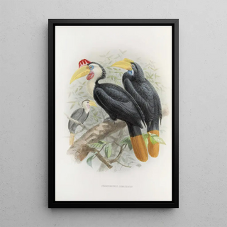 Daniel Giraud Elliot - Cranorrhinus corrugatus.webp