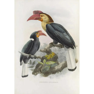 Daniel Giraud Elliot - Cranorrhinus leucocephalus.webp