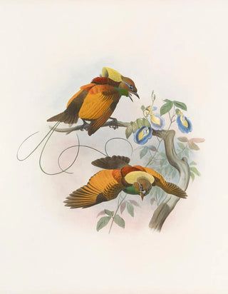 Daniel Giraud Elliot - Diphyllodes chrysoptera.webp