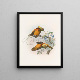 Daniel Giraud Elliot - Diphyllodes chrysoptera.webp