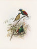 Republiki Diphyllodes - Daniel Giraud Elliot — widok dzieła