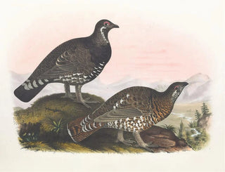 Daniel Giraud Elliot - Franklins Grouse.webp