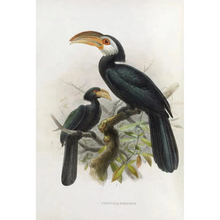 Daniel Giraud Elliot - Hydrocissa exarhatus.webp