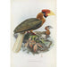 Hydrocorax semigaleatus - Daniel Giraud Elliot — widok dzieła