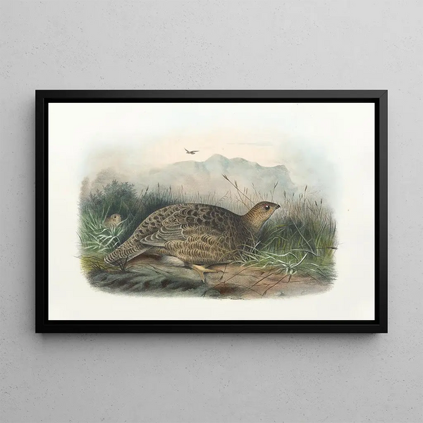 Daniel Giraud Elliot - Kunalee Grouse.webp